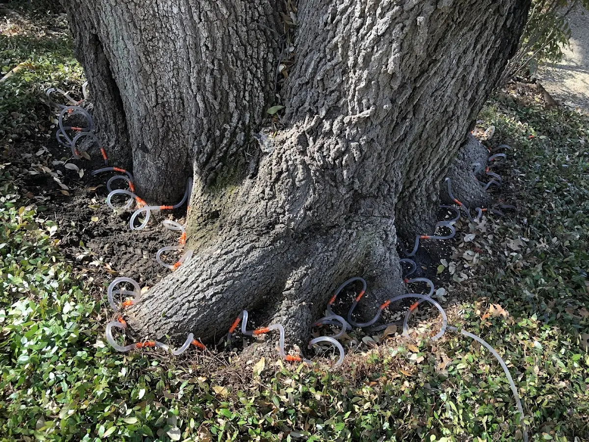 Detailed Tree Cabling and Bracing job site in Anza