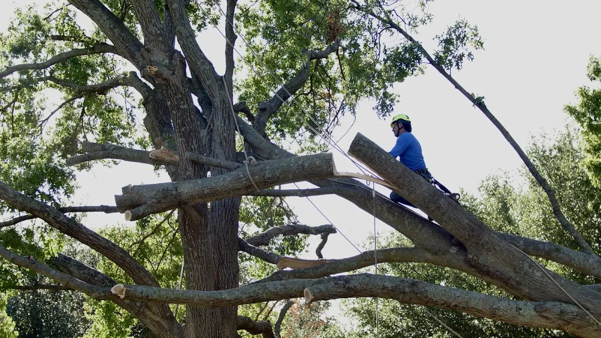 Professional Crown Thinning performed by certified arborists in Anza
