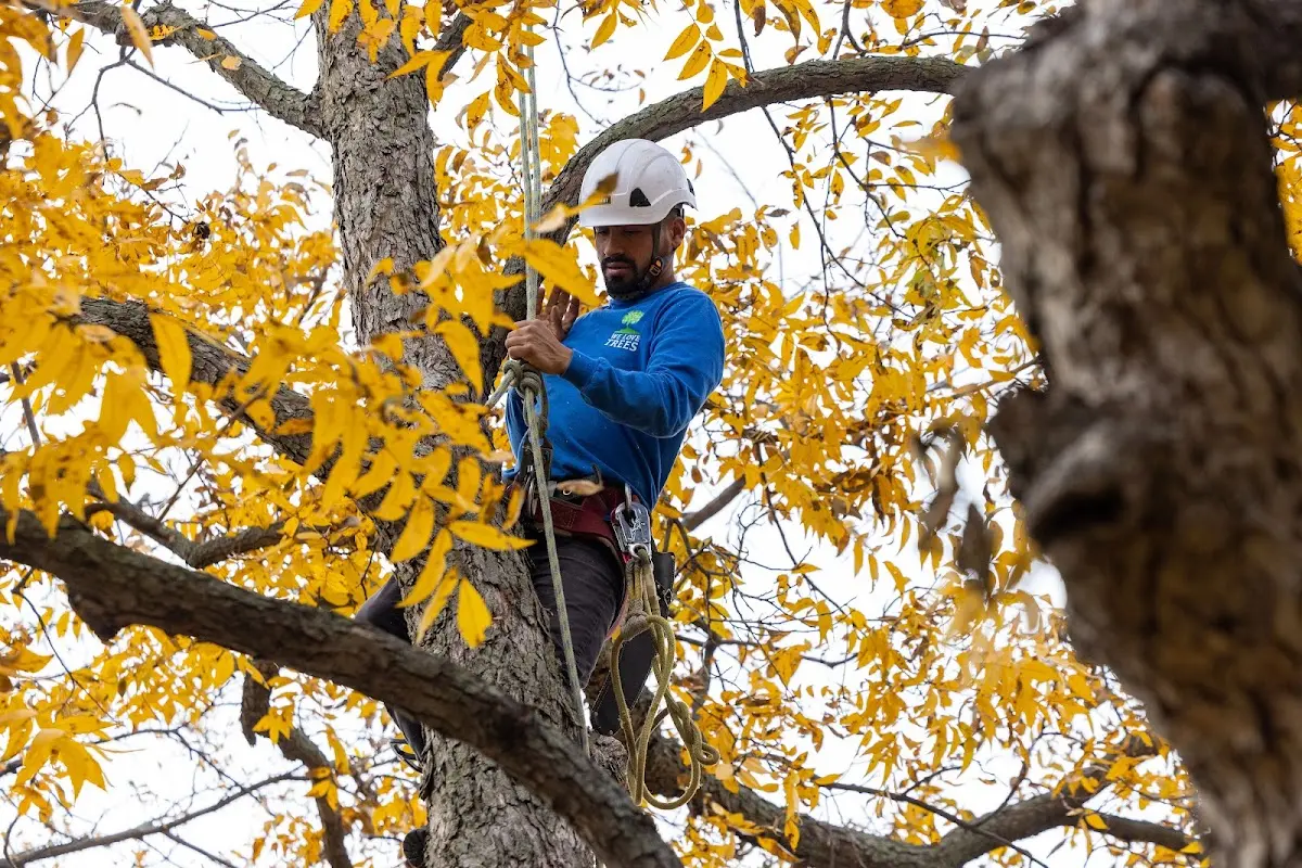 Skilled Storm Damage Cleanup crew working in Anza